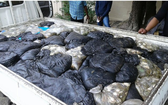 Gansbaai R2 million abalone confiscated_1